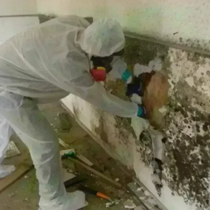 Mold Remediation and Removal in Celina, TX